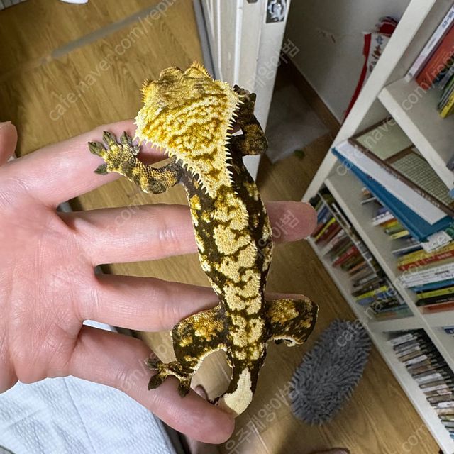 바브 타이거