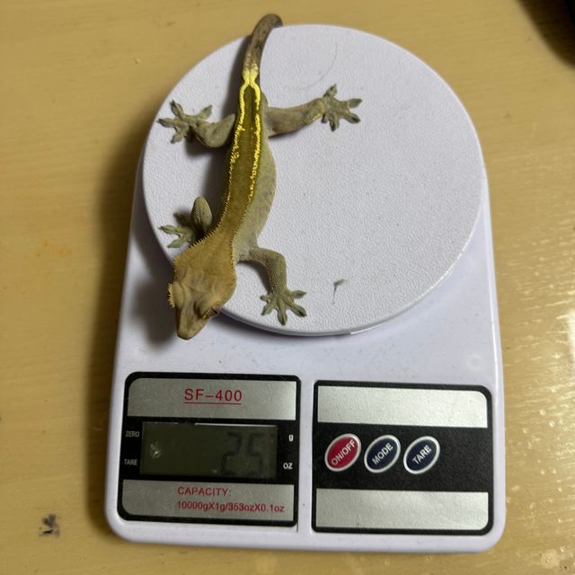 카푸치노