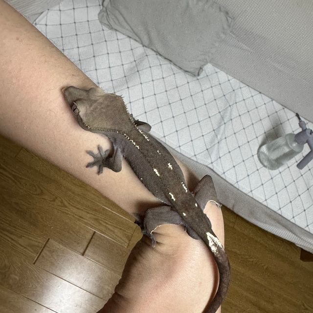 아잔틱