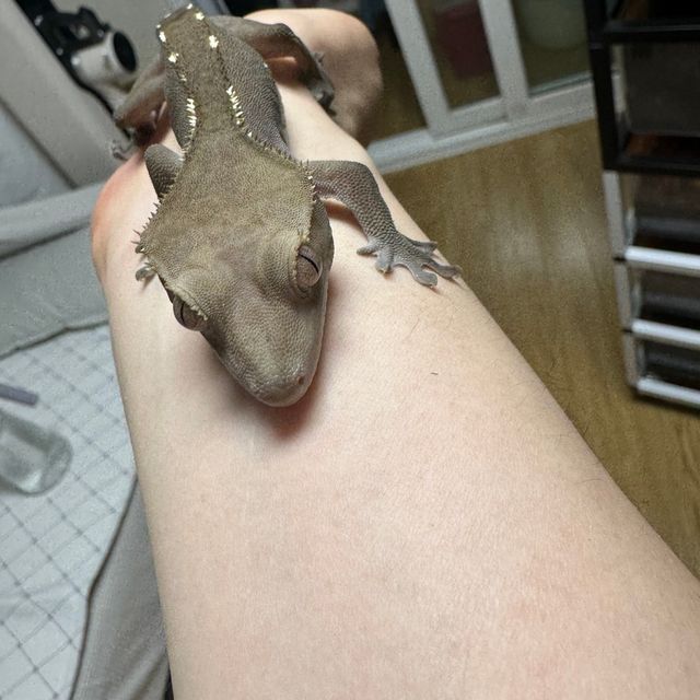 아잔틱