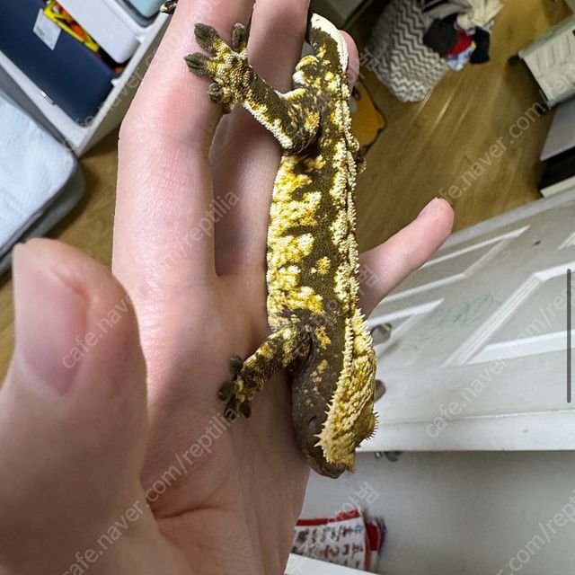 바브 타이거