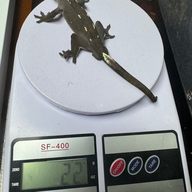 아잔틱