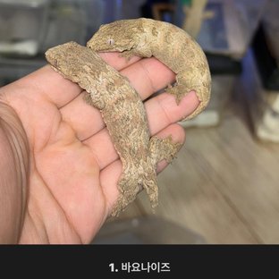 노멀 누아나 모로 브로쓰