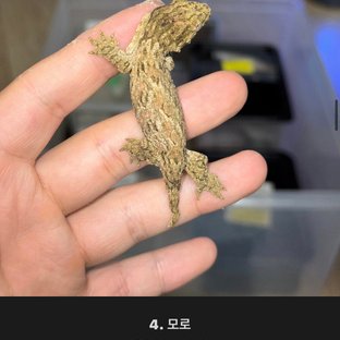 누아나 모로 브로쓰