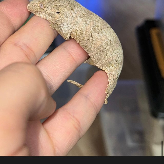 누아나 모로 브로쓰