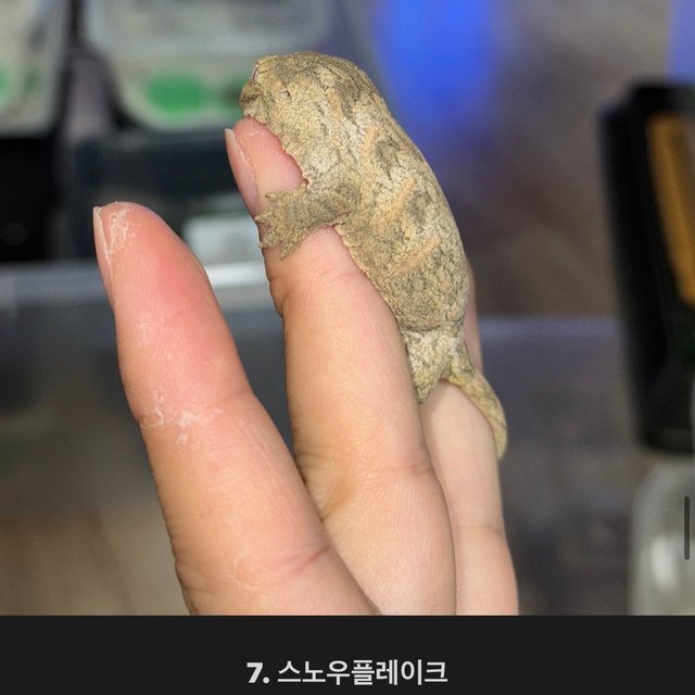 누아나 모로 브로쓰