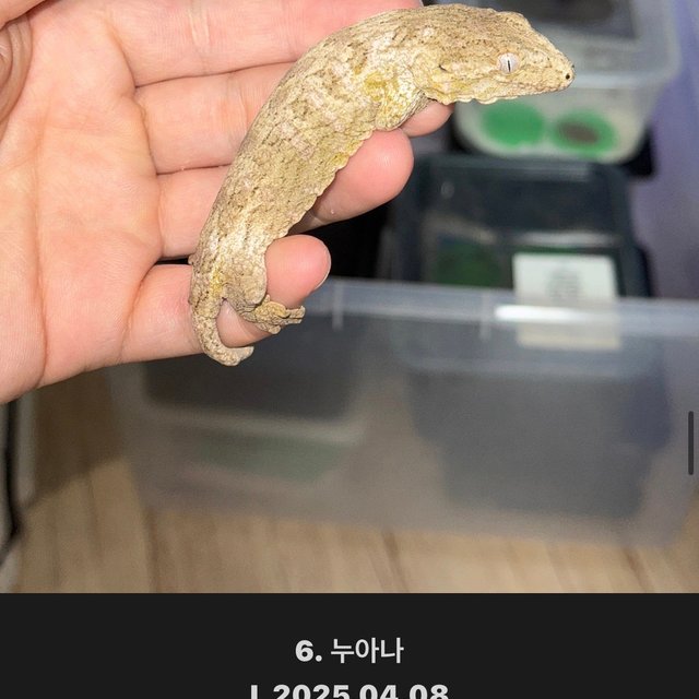 누아나 모로 브로쓰