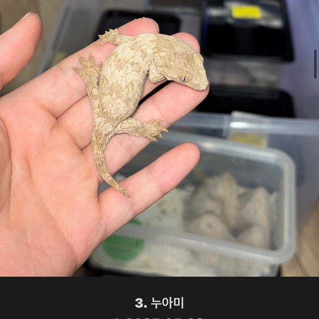 노멀 누아나 모로 브로쓰