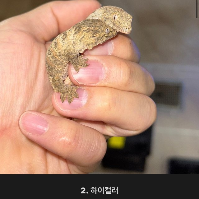 노멀 누아나 모로 브로쓰