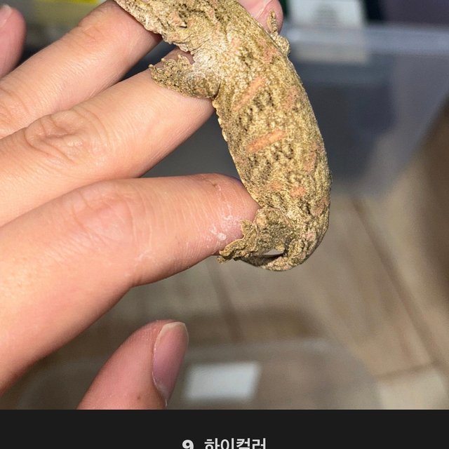 누아나 모로 브로쓰