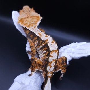 노멀 트라이 익스트림할리퀸 텐저린