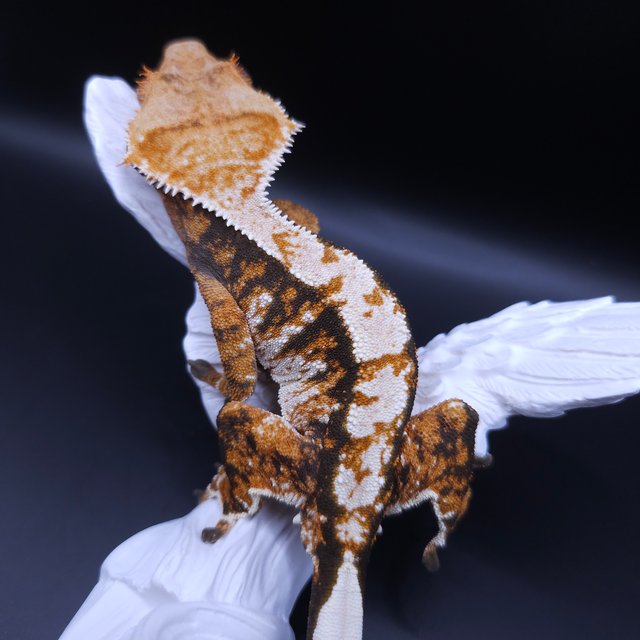 노멀 트라이 익스트림할리퀸 텐저린