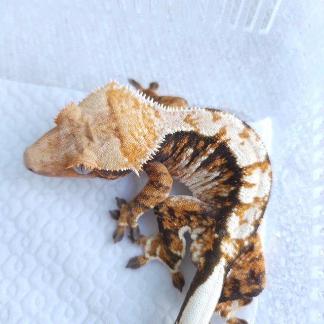 노멀 트라이 익스트림할리퀸 텐저린