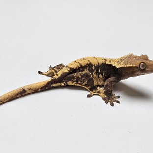 노멀 익스트림할리퀸