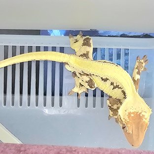 릴리 세이블 솔리드백 풀핀