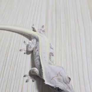 릴리화이트 솔리드백