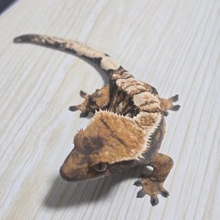 익스트림할리퀸 텐저린