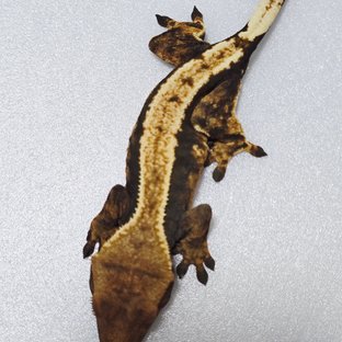 익스트림할리퀸 풀핀