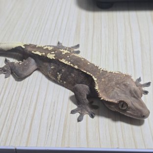 카푸치노 텐저린