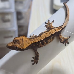 노멀 트라이 할리퀸