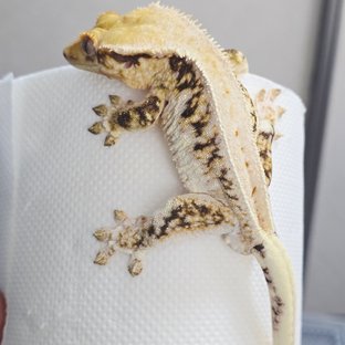 릴리화이트 풀핀