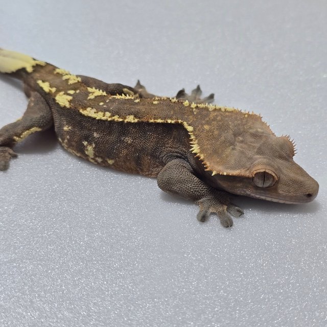 카푸치노 텐저린