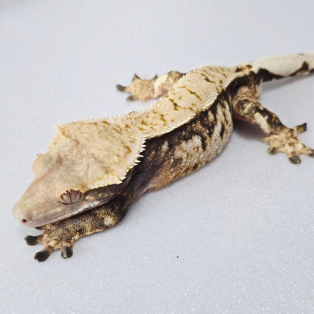 노멀 텐저린 트라이