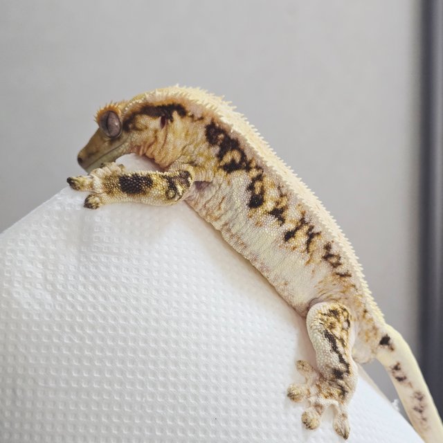 릴리화이트 풀핀