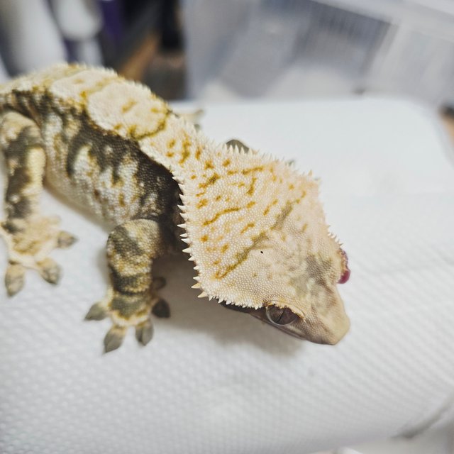 트라이 익스트림할리퀸