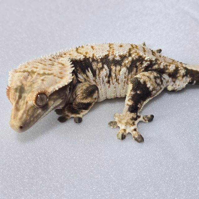 트라이 익스트림할리퀸