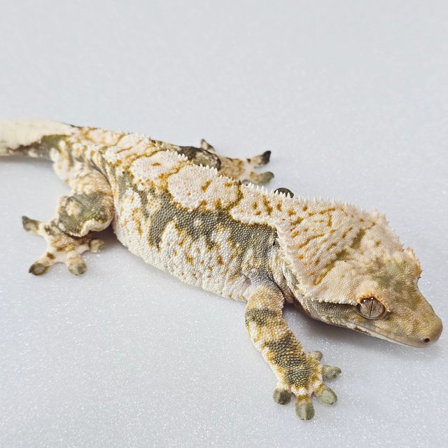 트라이 익스트림할리퀸