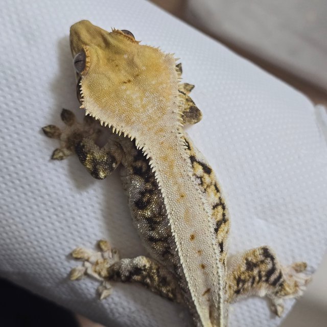 릴리화이트 풀핀