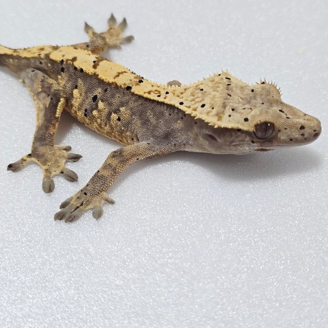 익스트림할리퀸