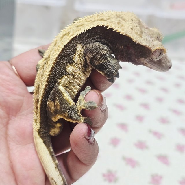 노멀 쿼드 풀핀