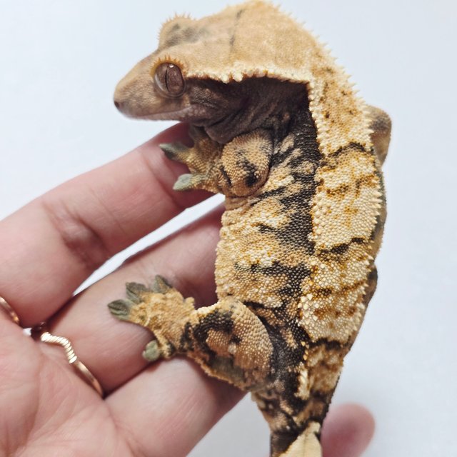 익스트림할리퀸 텐저린