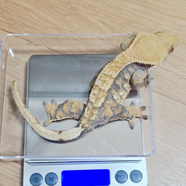 노멀 익스트림할리퀸 텐저린