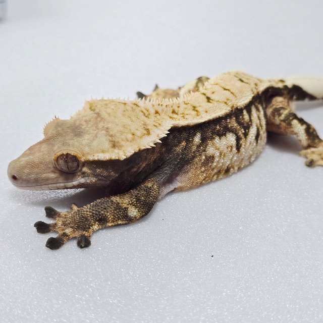 노멀 텐저린 트라이