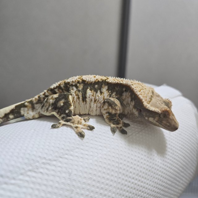 트라이 익스트림할리퀸