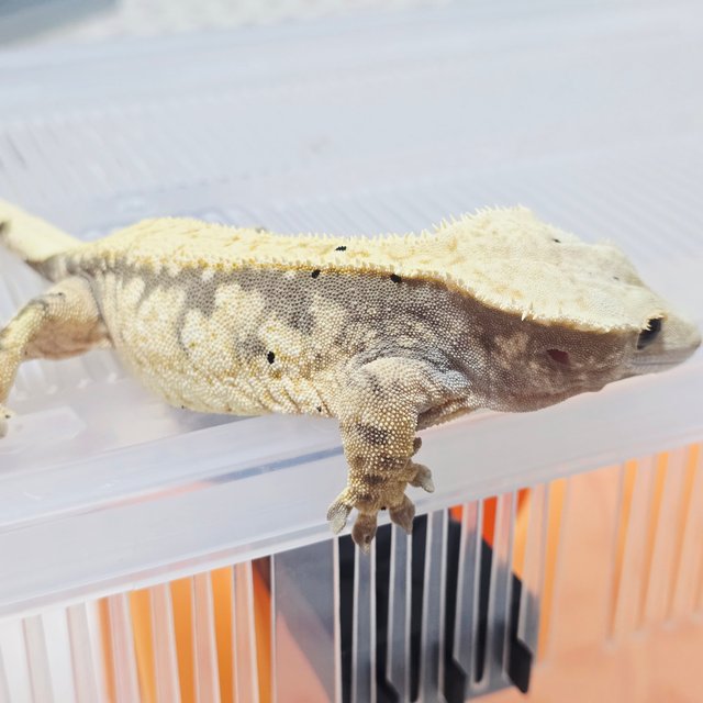 익스트림할리퀸 트라이