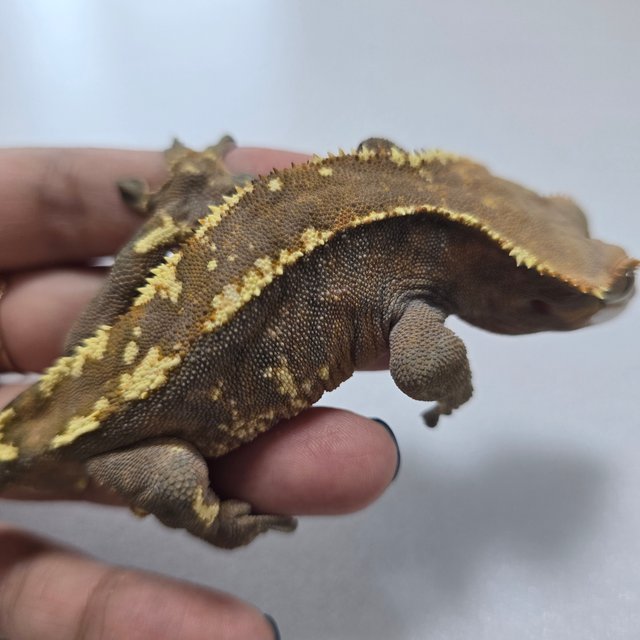 카푸치노 텐저린