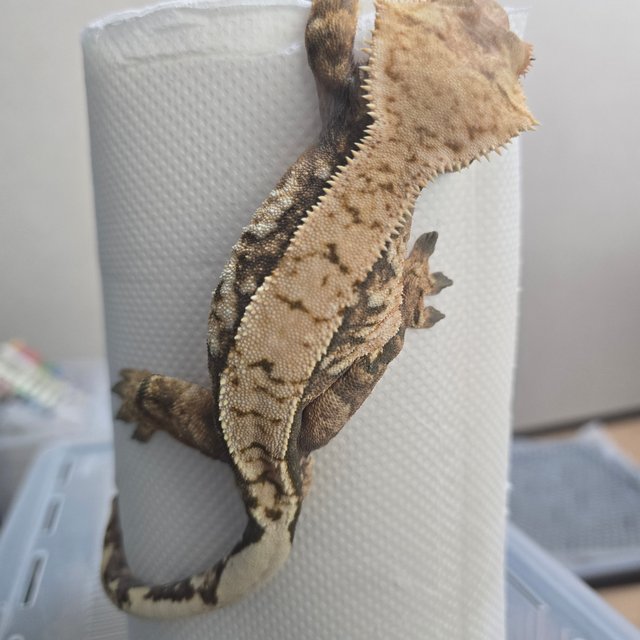 노멀 익스트림할리퀸