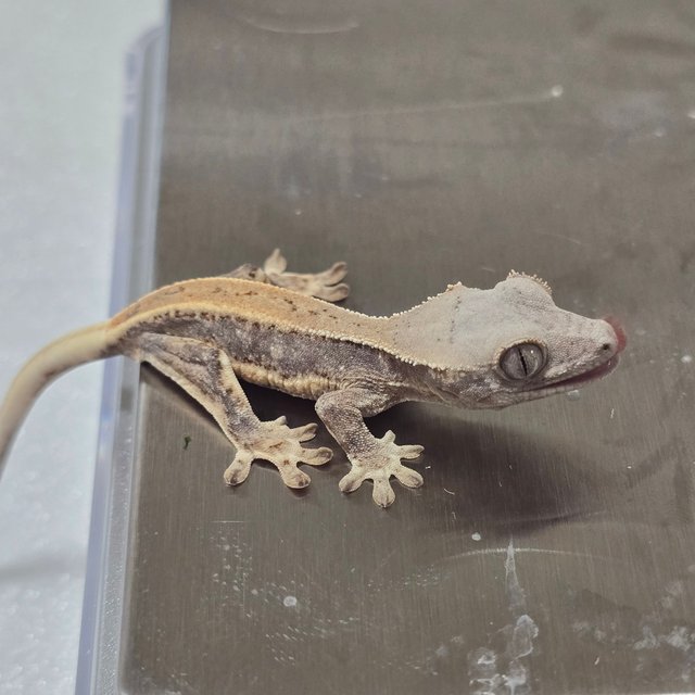 풀핀 릴리화이트