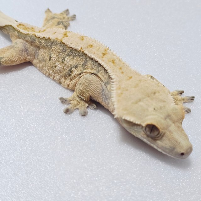 익스트림할리퀸 트라이