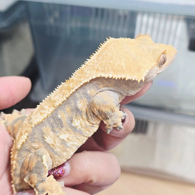 노멀 익스트림할리퀸 텐저린