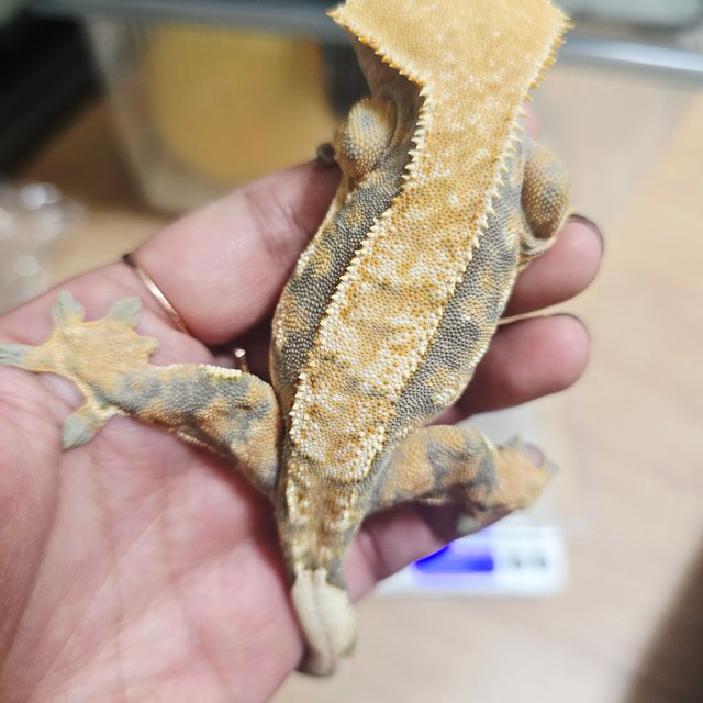 노멀 익스트림할리퀸 텐저린