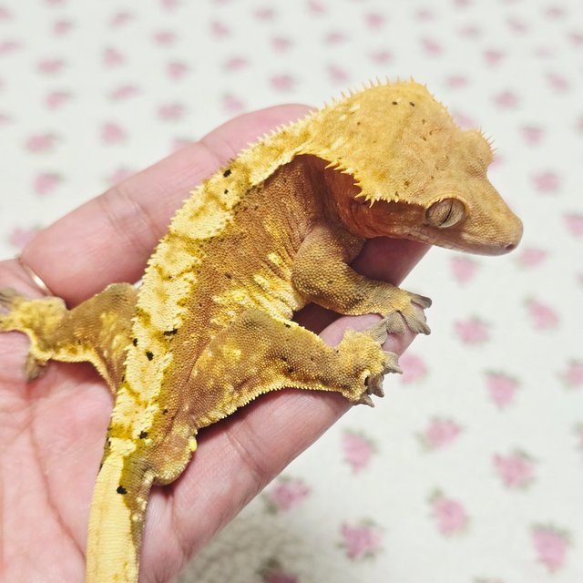 익스트림할리퀸 트라이 레드