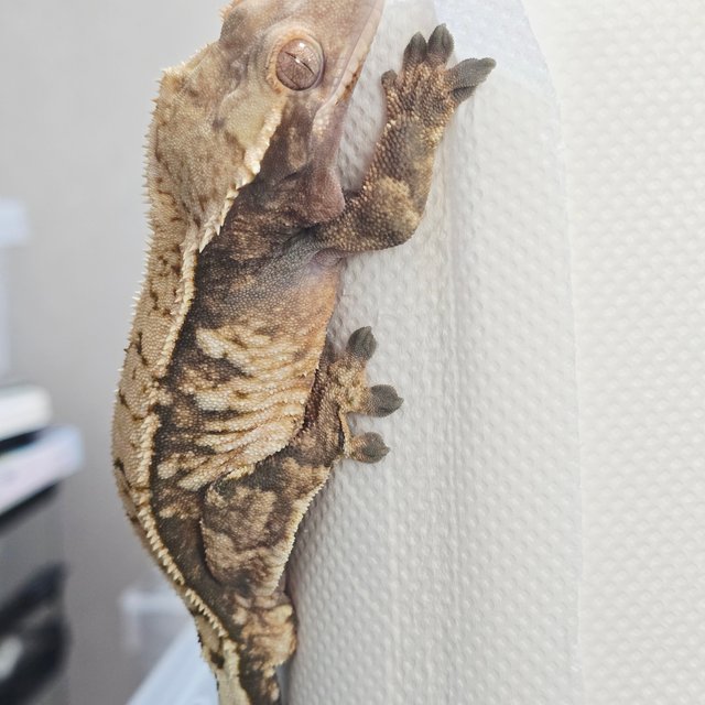 노멀 익스트림할리퀸