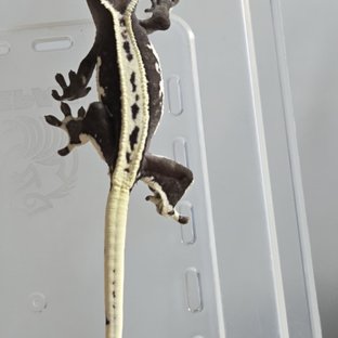 릴잔틱 풀핀 블랙
