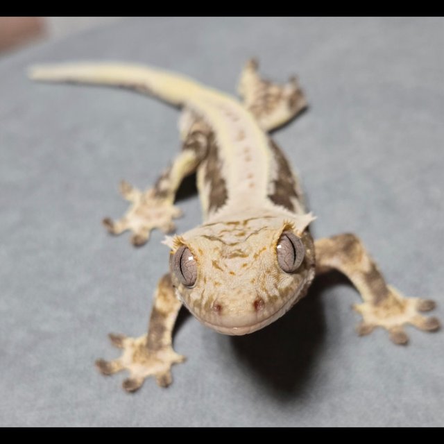 릴리100%헷아잔틱