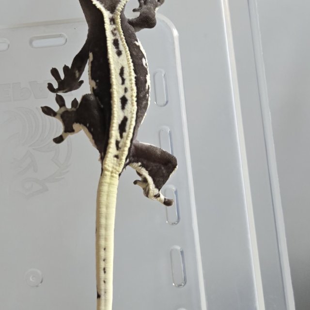 릴잔틱 풀핀 블랙